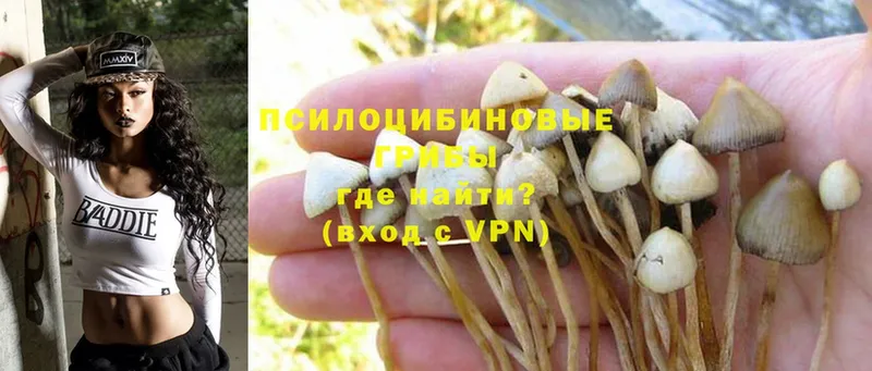 Псилоцибиновые грибы Magic Shrooms  Казань 